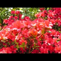 Azalee - Azalea Vuyk's Scarlet (fam. Ericacee) (02)